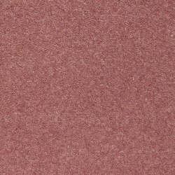 shoreline-coral_14604056